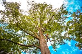 Trusted Dodson Branch, TN Tree Removal Experts