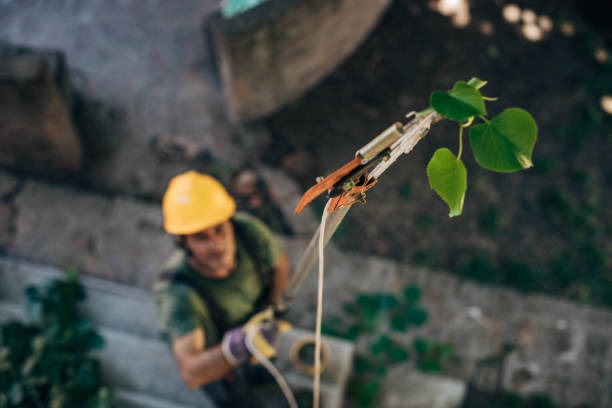 Best Commercial Tree Services  in Dodson Branch, TN