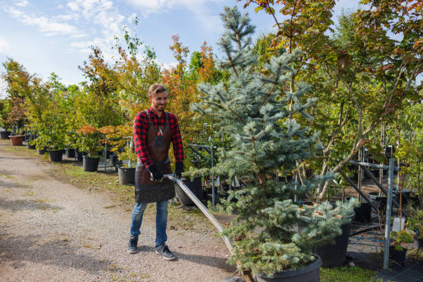 Best Pest Control for Lawns  in Dodson Branch, TN