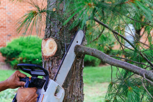How Our Tree Care Process Works  in  Dodson Branch, TN